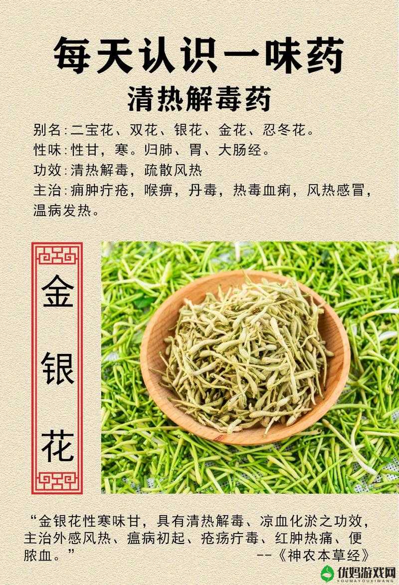 双管齐下金银花：探索其独特功效与应用价值